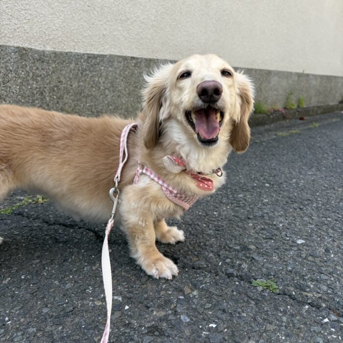 マーニーちゃん&ローラちゃん・はなちゃん・ララちゃん・たんぽぽちゃん・ルナちゃんのご様子☆【湘南・鵠沼にあるペットホテル 】