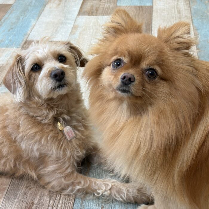 よもぎくん・クウくん・おはぎくん・ステラちゃん・モンチちゃん・はなちゃんのご様子☆【湘南・鵠沼にあるペットホテル 】