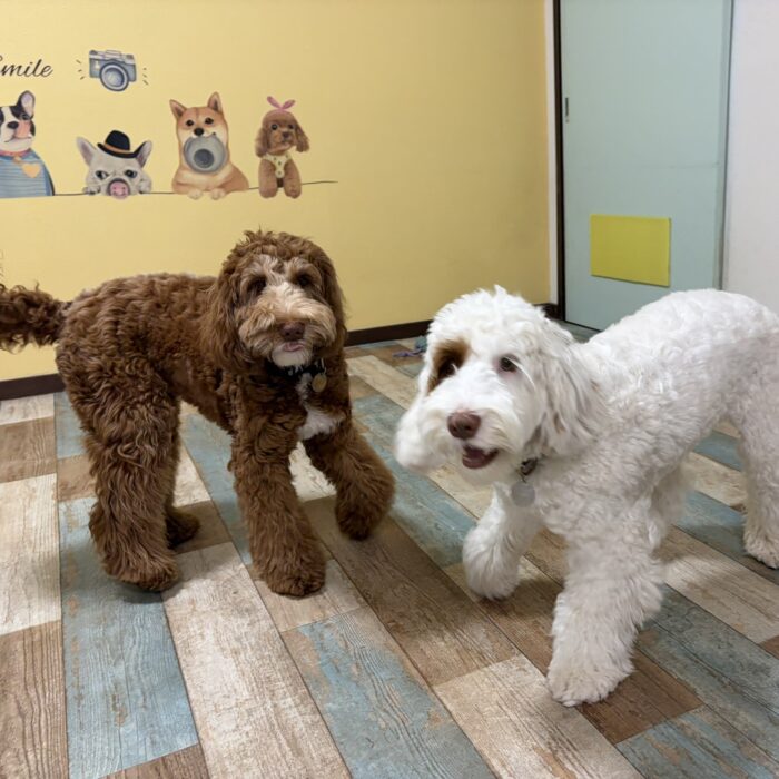 ベルタちゃん・ココちゃん&ナッツちゃん・ラキくん・さわらくんのご様子☆【湘南・鵠沼にあるペットホテル 】