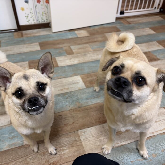 たんぽぽちゃん・カインくん&ノアくん・ステラちゃん・はなちゃんのご様子☆【湘南・鵠沼にあるペットホテル 】