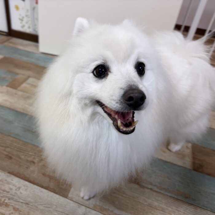 モクくん・こはくくん・おもちくん・Mocoちゃんのご様子☆【湘南・鵠沼にあるペットホテル 】