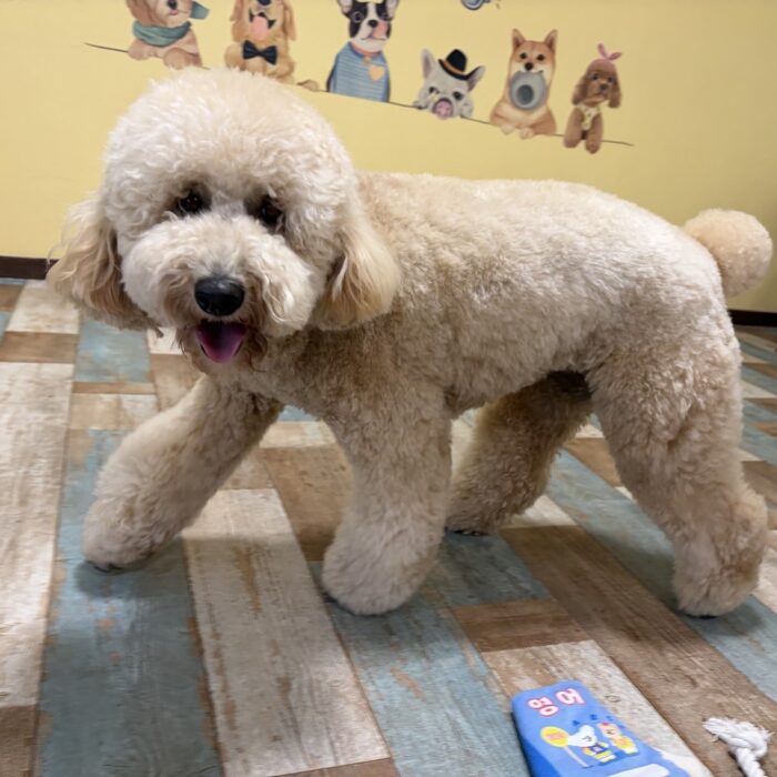 ミントちゃん・アーロンくん・コルくん・ラオウくんのご様子☆【湘南・鵠沼にあるペットホテル 】