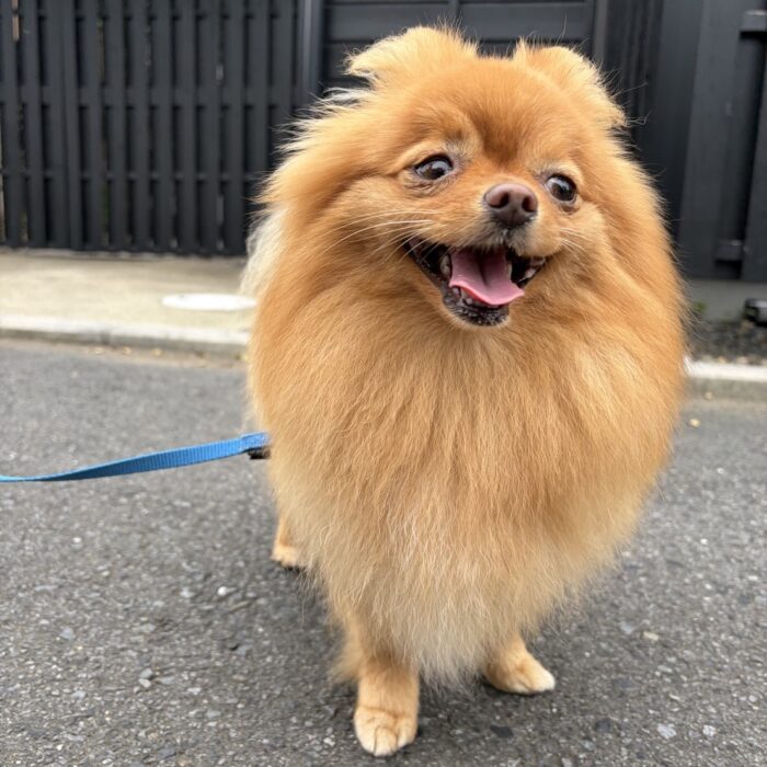 よもぎちゃん・はなちゃん・ポールくん・ライトくんのご様子☆【湘南・鵠沼にあるペットホテル 】
