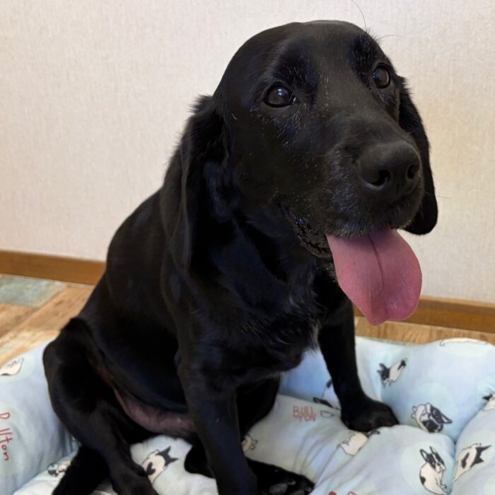 まめちゃん・おはぎくん・ゆめちゃん・ソウルくん・キャンディくんのご様子☆【湘南・鵠沼のペットホテル 】