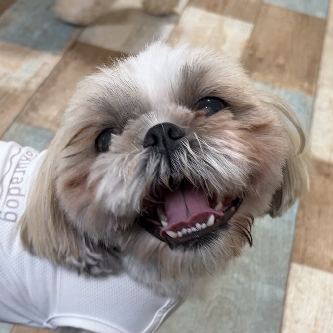 カインくん・ノアくん・ももじろうくん・はなちゃん・Mocoちゃんのご紹介