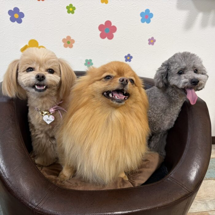 ライトくん・Mocoちゃん・はなちゃん・キャンディくんのご紹介