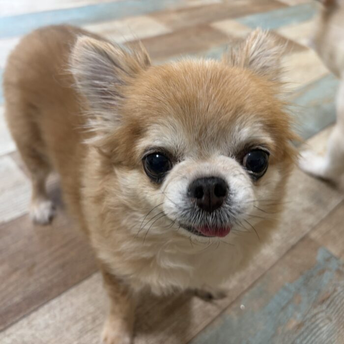 Jujuちゃん・ララちゃん・ペルーちゃん・もぐくん・はなびくんのご紹介