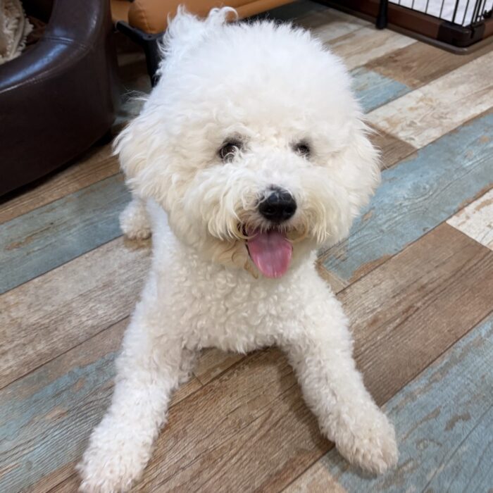 リコちゃん・とろろくん・マリンちゃん・Mocoちゃん・モクくんのご紹介