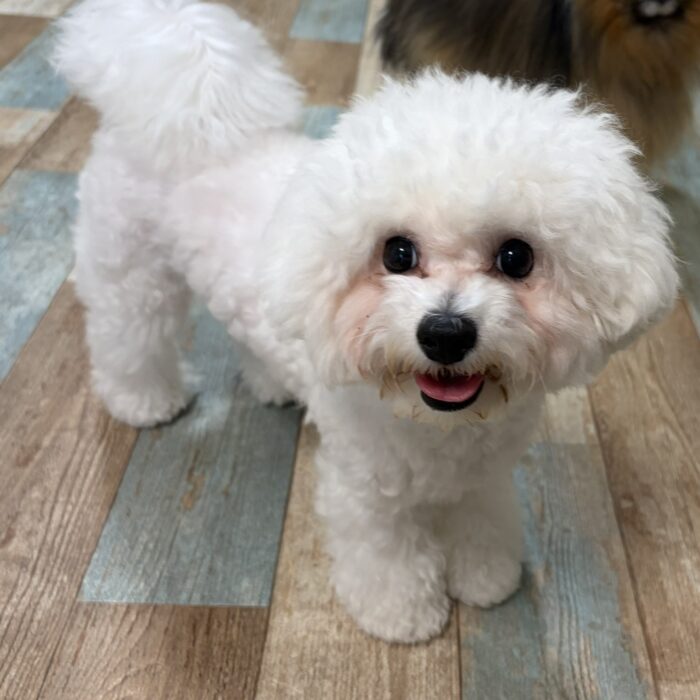 ラキくん・ピリくん・ウユちゃん・ルルちゃん・ライトくん・ステラちゃんのご紹介