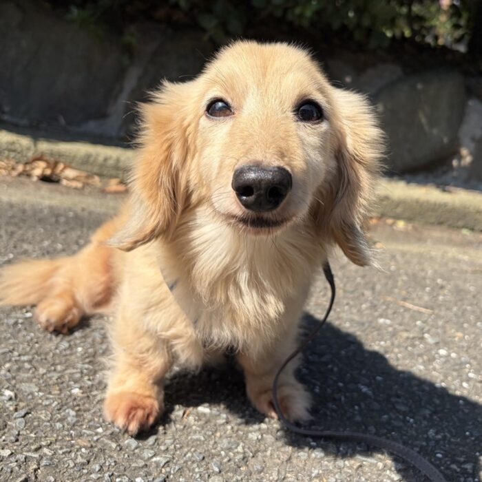 よもぎくん・Mocoちゃん・モクくん・はなちゃん・ゆめちゃん・アリーちゃんのご紹介