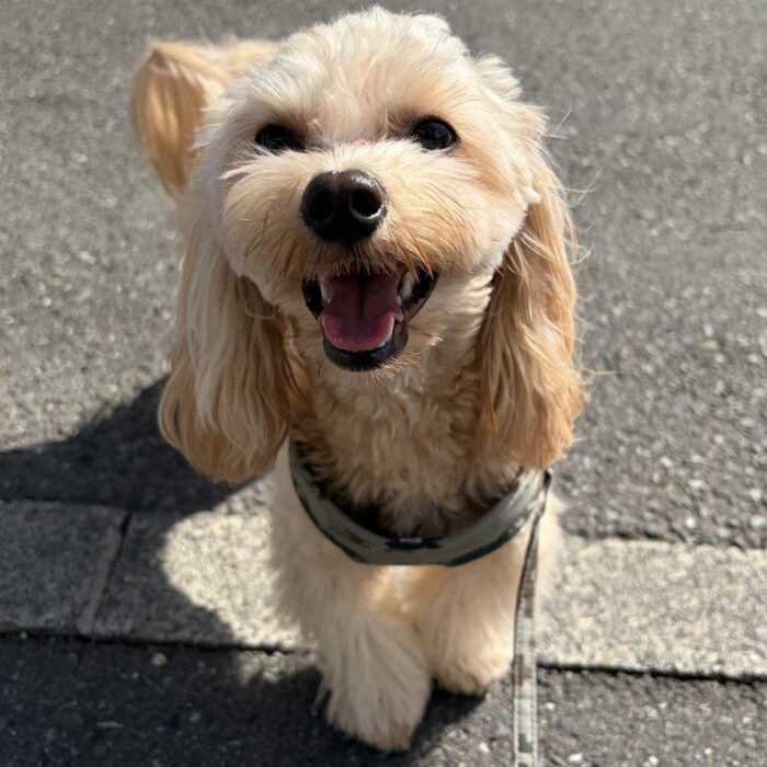 おはぎくん・はなちゃん・ラテくん・Jujuちゃんのご紹介