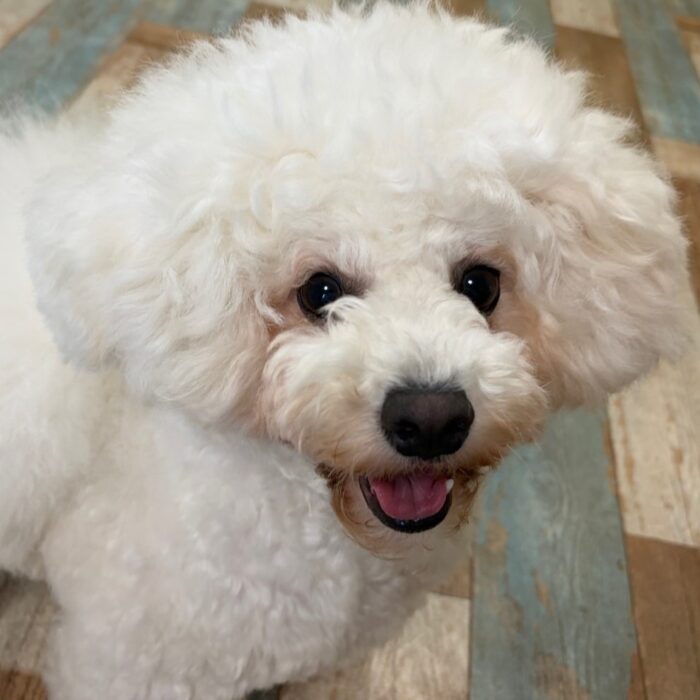モアナくん・さくらちゃん・キャンディくん・ラキくん・ピリくん・ティナちゃん・ポポンちゃんのご紹介